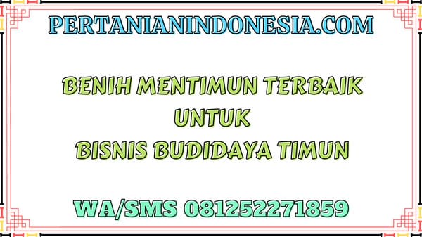 Benih Mentimun Terbaik Untuk Bisnis Budidaya Timun
